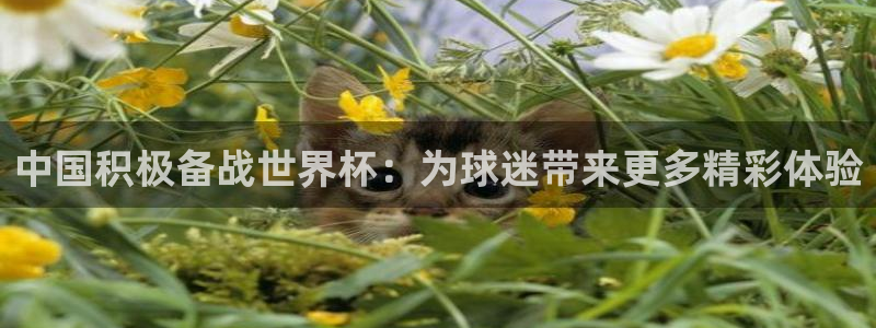 世界杯预赛赛程:中国积极备战世界杯:为球迷带来更多精彩体验